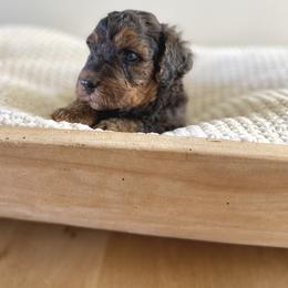 Bernedoodle, Goldendoodle, and Poodle Puppies from Central Valley Canine Companions