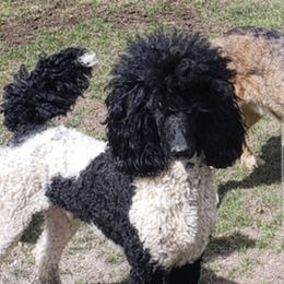 Ohanzee - Poodle