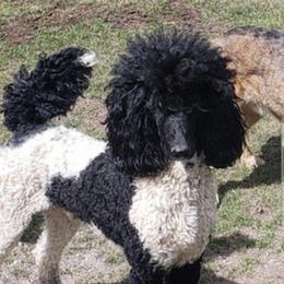 Ohanzee - Poodle