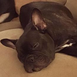Esme - French Bulldog