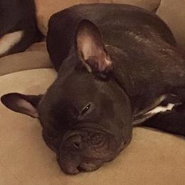 Esme - French Bulldog