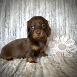 Dachshund Puppies from Breezy Florida Dachshunds