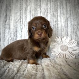 Dachshund Puppies from Breezy Florida Dachshunds