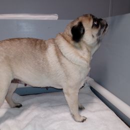 Bubbles - Pug