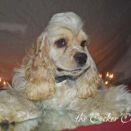 Cockapoo, Cocker Spaniel, and Poodle Puppies from The Cocker Cingdom