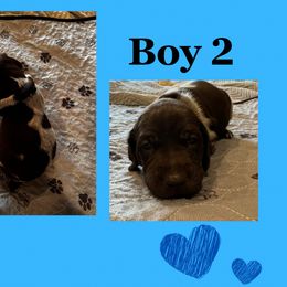 Boy 2 - Liver roan German Shorthaired Pointer puppy in Indiana from Jericho Hills GSP’s
