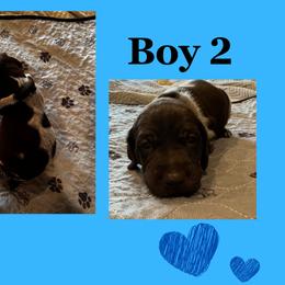 Boy 2 - Liver roan German Shorthaired Pointer puppy in Indiana from Jericho Hills GSP’s