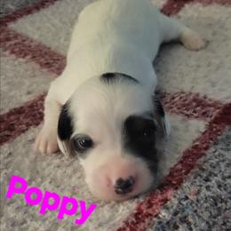 Poppy - Piebald female Dachshund puppy in Onalaska, Texas from Weenies on the Lake