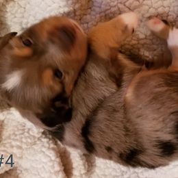 Miniature Australian Shepherd and Toy Australian Shepherd Puppies from Johnson's Australian Shepherds