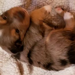 Miniature Australian Shepherd and Toy Australian Shepherd Puppies from Johnson's Australian Shepherds