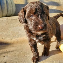Coral - Brown and white female Portuguese Water Dog puppy in Williamsport, Pennsylvania from Petersheim Porties
