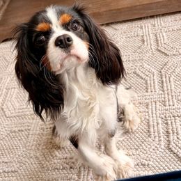 Lola - Cavalier King Charles Spaniel