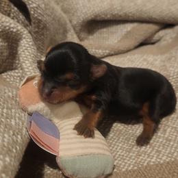 AKC Girl Purebred - Black and tan female Yorkshire Terrier puppy in Cheektowaga, New York from Mike's Puppies