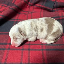 Axel - Red merle male Border Collie puppy in Chattanooga, Tennessee from Ross Vegas Kennels