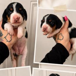 Girl 2 - Piebald female Dachshund puppy in Madison, Wisconsin from SK Miniature   Dachshunds
