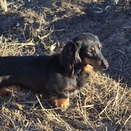 Sarah - Dachshund
