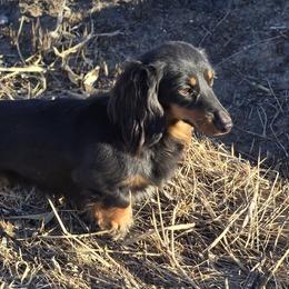 Sarah - Dachshund