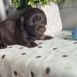 AKC Chocolate Tan Boy - Chocolate and tan male Dachshund puppy in Ladson, South Carolina from Funk's Four-Legged Friends