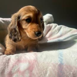 Eggo - Cream female Dachshund puppy in Temecula, California from Naomi Magee's Dachshund Kennel