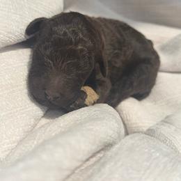 Pretzel - Brown male Poodle puppy in Grovetown, Georgia from PND Kennel