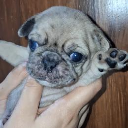Lilac Merle Boy 2 with double blue eyes - Black male Pug puppy in Gadsden, Alabama from Carla's Pugs