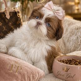 Jasmine - Sable and white female Shih Tzu puppy in Detroit, Michigan from Friends4everkennel LLC
