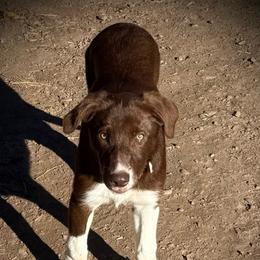 Sister - White and red female Border Collie puppy in Lakeport, California from Akins Aussies/Wild Rose Ranch