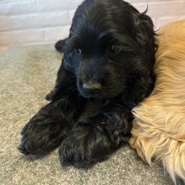 Cocker Spaniel Puppies from J&E spaniels
