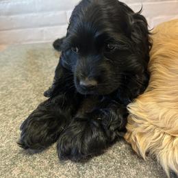 Cocker Spaniel Puppies from J&E spaniels
