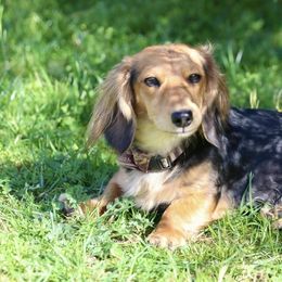Sadie - Dachshund