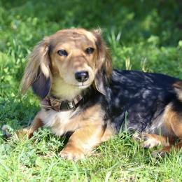 Sadie - Dachshund
