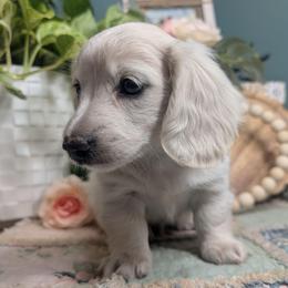 Graham - Cream female Dachshund puppy in Thomaston, Georgia from UGG Ranch