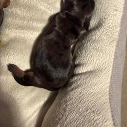 Barbie - Dapple female Dachshund puppy in Birchtree, Missouri from Cruzan Dachshunds