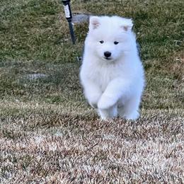 Samoyed Puppies from Carriage Court Kennels