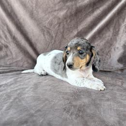 Balou - Piebald male Dachshund puppy in Elfrida, Arizona from Brooke Suarez
