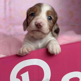 President Barbie - Dapple female Dachshund puppy in Chandler, Arizona from Vonaducci Doxies, LLC.