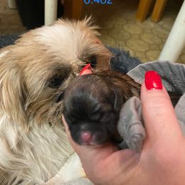 Boy 1 - Gold Shih Tzu puppy in Round O, South Carolina from Carolina Kountry Shih Tzus