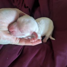 4 cream - Cream male Dachshund puppy in Central Point, Oregon from MRS Long Dog Ranch