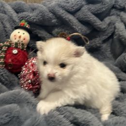 Pomeranian Puppies from Holcomb's Pomeranians