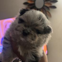 Miracle - Blue merle male Pomeranian puppy in Long Island, New York from Minipaws kennel