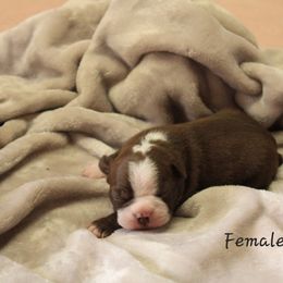 Boston Terrier Puppies from Jeanne Campbell