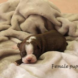 Boston Terrier Puppies from Jeanne Campbell