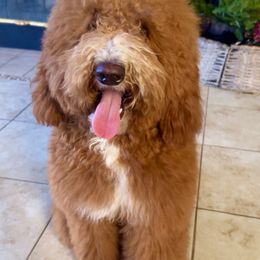Goldendoodle Puppies from Beamans Doodle Farm