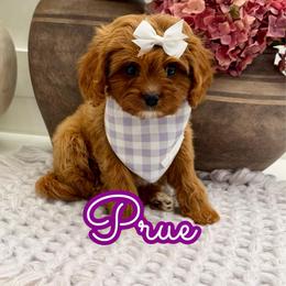 Prue - Red female Cavapoo puppy in Buford, Georgia from Petite Posh Puppies