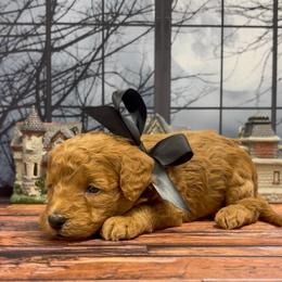 Maui (Black Collar) - Red  male Goldendoodle puppy in Santa Clara, Utah from Desert Dawn Doodles