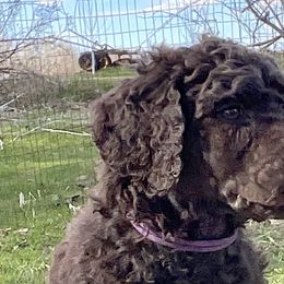 Jem, boy 4 purple - Brown Poodle puppy in Madison, Wisconsin from KB Standard Poodles