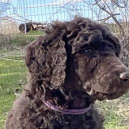 Jem, boy 4 purple - Brown Poodle puppy in Madison, Wisconsin from KB Standard Poodles