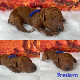 Boy 1 - Poodle puppy in Swansboro, North Carolina from Monarch Standard Poodles