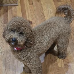 Cinn - Goldendoodle