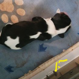 Girl 1 - Tri-color female Cavalier King Charles Spaniel puppy in Albany, Oregon from Hit Parade Cavaliers